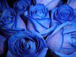 blå rosor